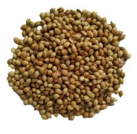 Koriandr celý TRS, 100g